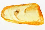 Detailed Fossil Black Fly (Simuliidae) In Baltic Amber #381515-1
